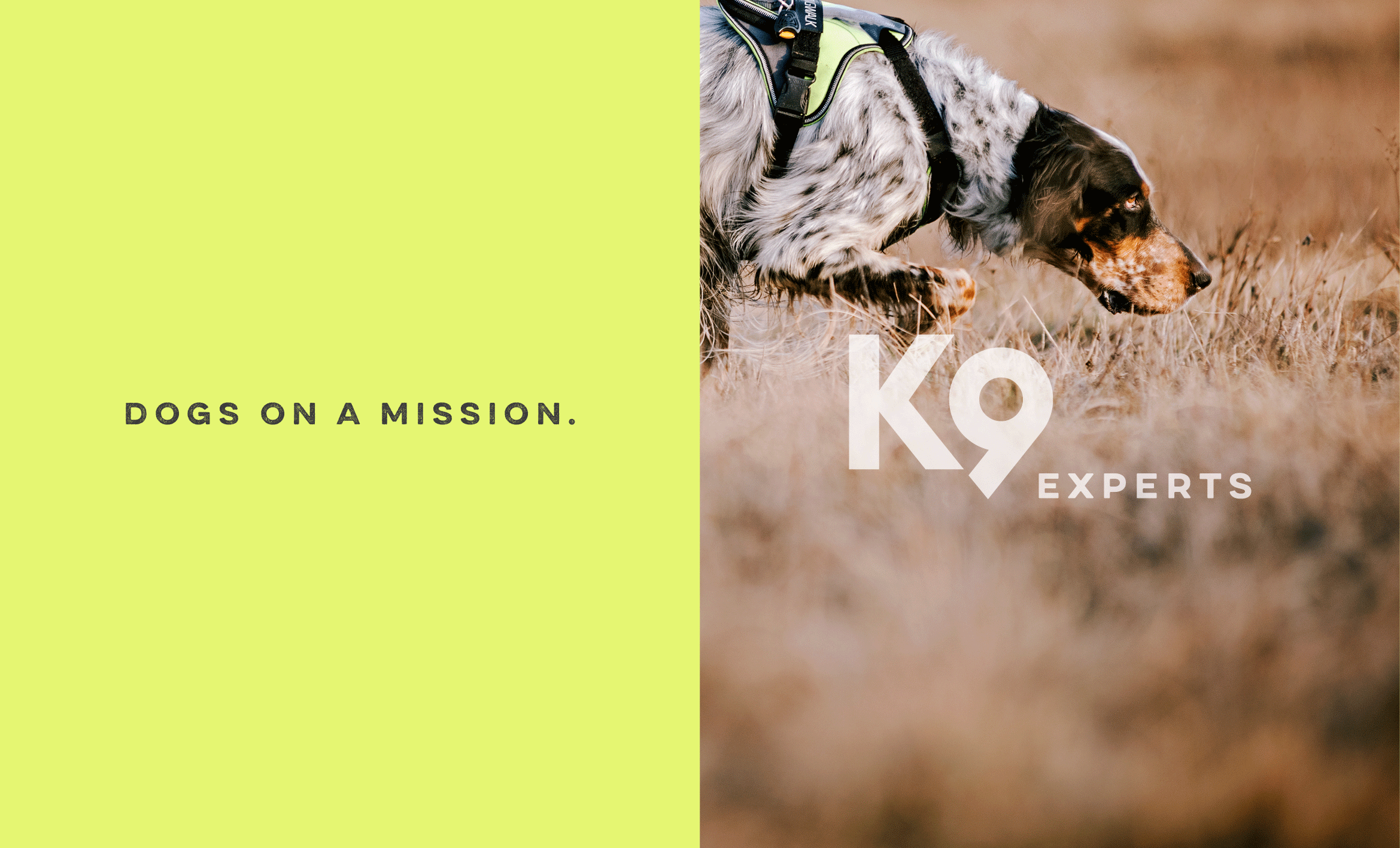 2030-k9-dogsonamission-4