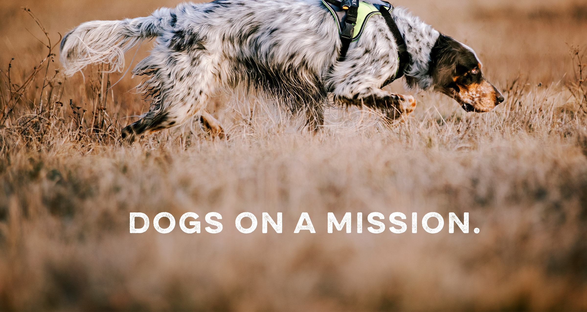 2030-gamma-k9-experts